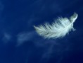 /album/aerografia/pena-branca-jpg/